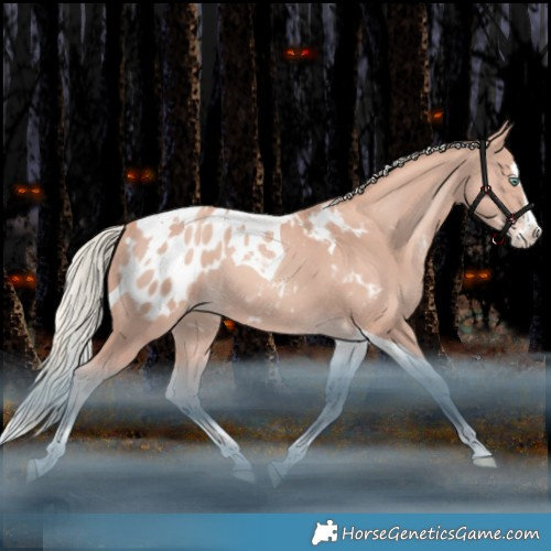 Horse Color:Gold Champagne Mushroom Splash Tobiano Appaloosa 