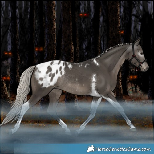 Horse Color:Gray Silver Black Mushroom Tobiano Appaloosa Rabicano 