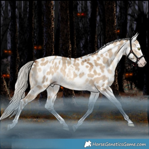 Horse Color:Gray Silver Amber Champagne Dun Splash Tobiano Appaloosa