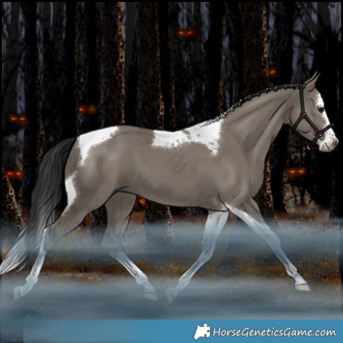 Horse Color:Gray Grullo Splash Tobiano 