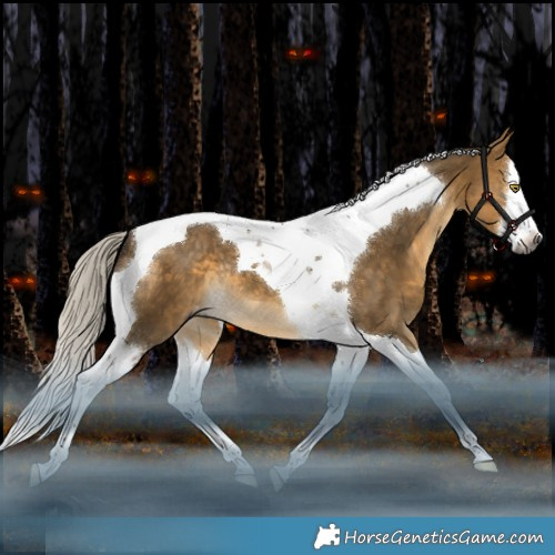 Horse Color:Gray White Spotted Silver Buckskin Dun Splash Tobiano Appaloosa Rabicano 