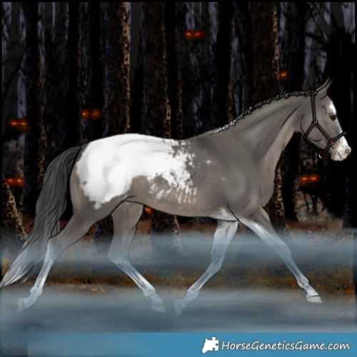 Horse Color:Grullo Splash Tobiano Appaloosa Rabicano 