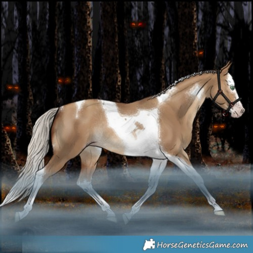 Horse Color:Gray Silver Amber Champagne Dun Splash Tobiano Rabicano 