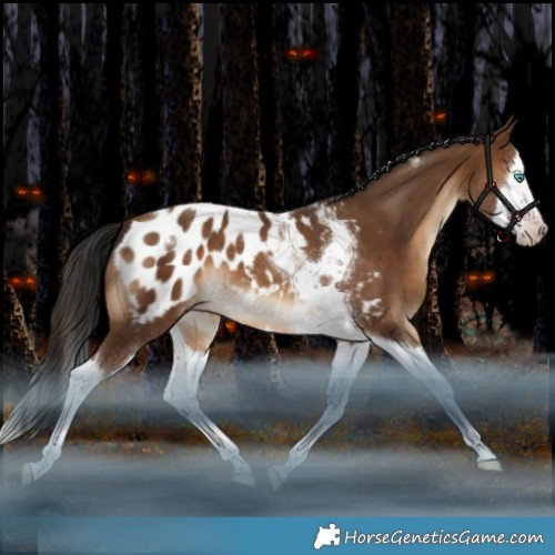 Horse Color:Gray Amber Champagne Splash Tobiano Appaloosa 