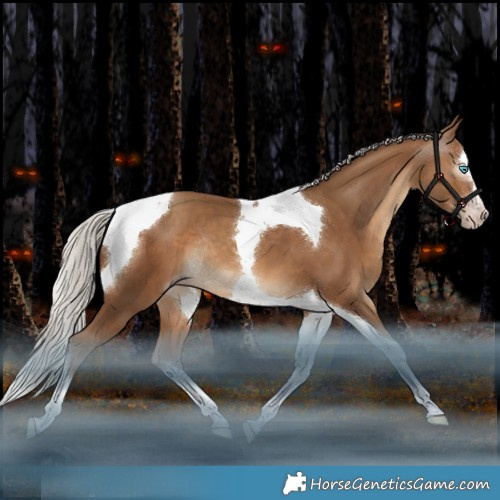 Horse Color:Gray White Spotted Silver Amber Champagne Splash Tobiano Rabicano 