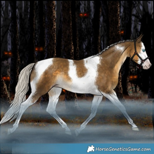 Horse Color:Gray White Spotted Silver Classic Cream Champagne Splash Tobiano Rabicano 