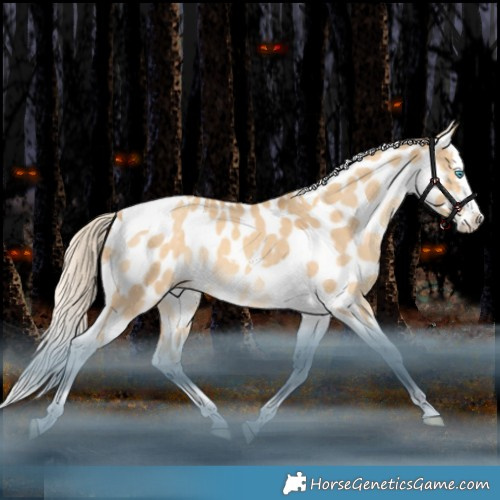 Horse Color:White Spotted Gold Cream Champagne Dun Splash Tobiano Appaloosa Rabicano 