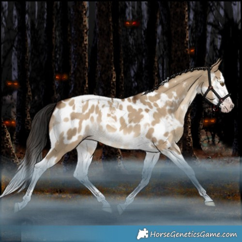 Horse Color:Gray Classic Champagne Dun Splash Tobiano Appaloosa Rabicano 