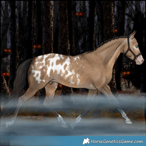 Horse Color:Gray Sable Champagne Dun Splash Tobiano Appaloosa Rabicano 