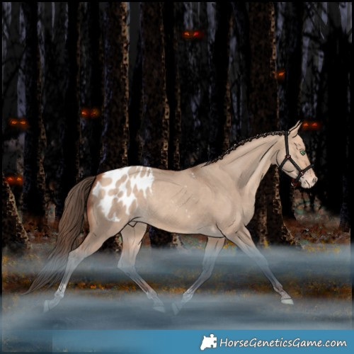 Horse Color:Amber Champagne Dun Tobiano Appaloosa Rabicano