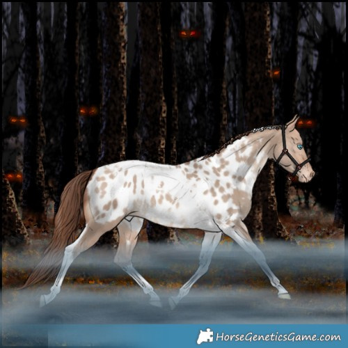 Horse Color:Amber Champagne Dun Tobiano Appaloosa 