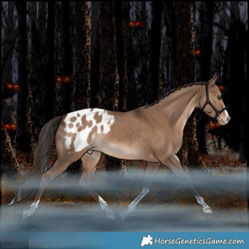 Horse Color:Liver Red Dun Splash Tobiano Appaloosa Rabicano 