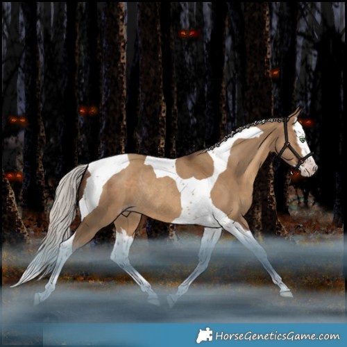 Horse Color:Gray Silver Sable Champagne Dun Splash Tobiano Rabicano 