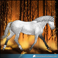 Horse Color:Gray Bay 