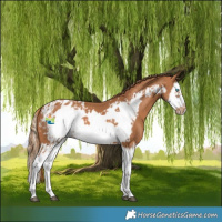 Horse Color:Chestnut Splash Frame  and Chestnut Splash Frame Blanket 
