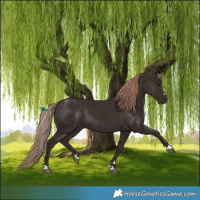 Horse Color:Liver Chestnut Rabicano 