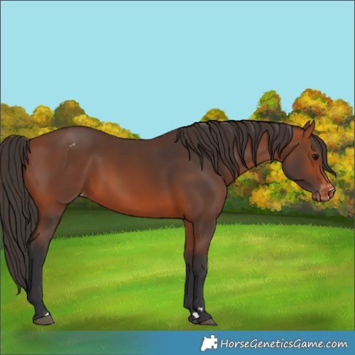 Horse Color:Bay Appaloosa 