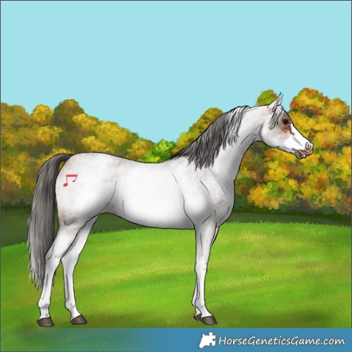 Horse Color:White Spotted Bay Roan Frame 