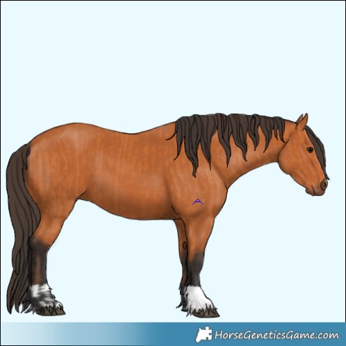 Horse Color:Bay  and Bay 