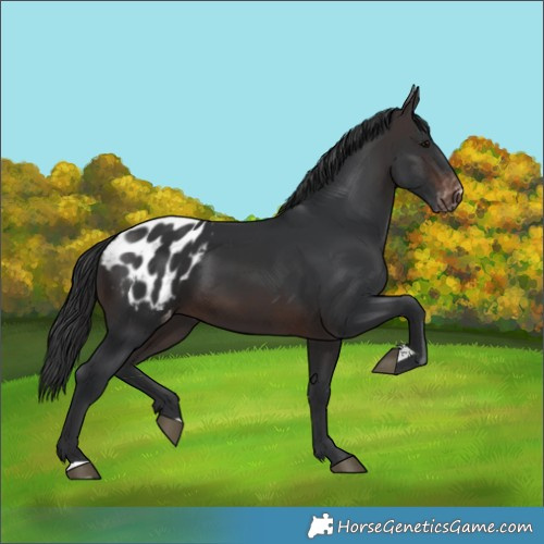 Horse Color:Brown Blanket 