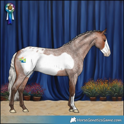 Horse Color:Silver Brown Roan Frame Appaloosa 