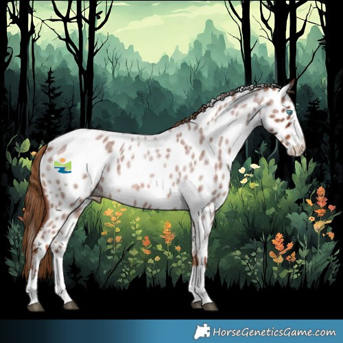 Horse Color:Red Roan Splash Appaloosa