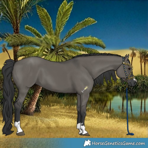 Horse Color:Grullo 