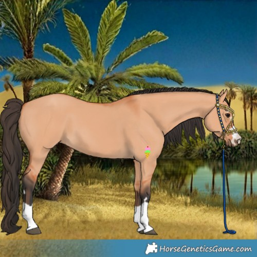 Horse Color:Bay Dun 