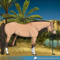 Horse Color:Bay Dun