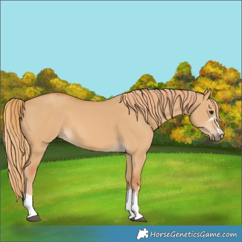 Horse Color:Red Dun 