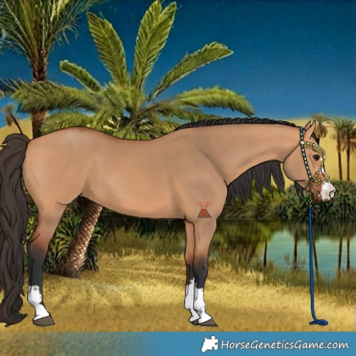 Horse Color:Bay Dun 