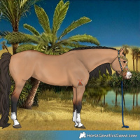 Horse Color:Bay Dun 