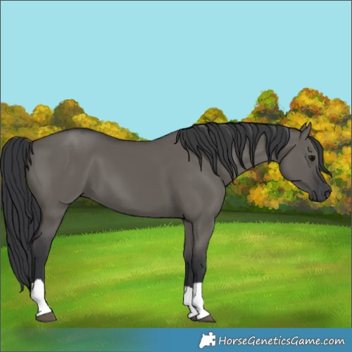 Horse Color:Grullo Tobiano