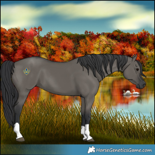 Horse Color:Grullo Tobiano 