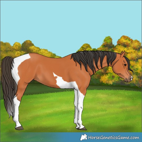 Horse Color:Bay Tobiano 