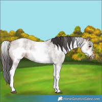 Horse Color:White Spotted Bay Roan Frame