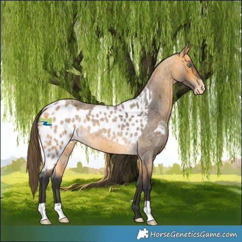 Horse Color:Buckskin Roan Skewed LP Spotted 