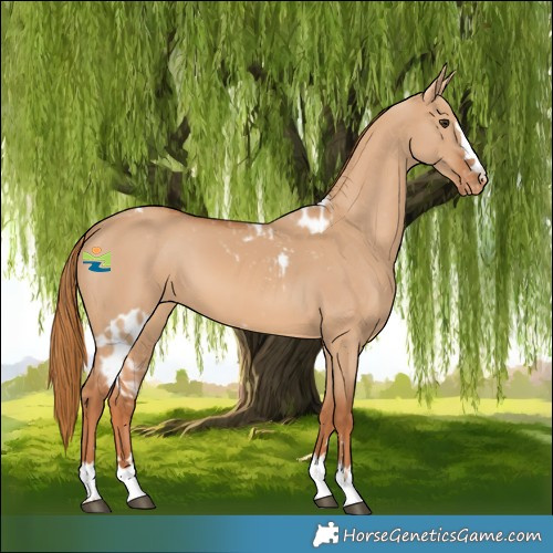 Horse Color:Red Dun Skewed Appaloosa 
