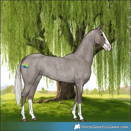 Horse Color:Silver Blue Roan Splash