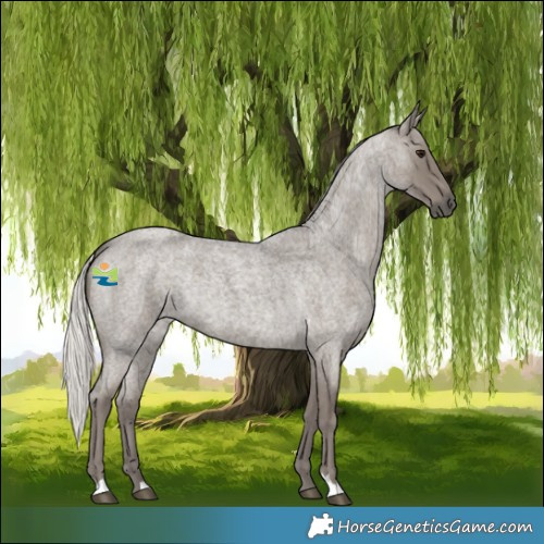 Horse Color:Silver Smoky Blue Roan 