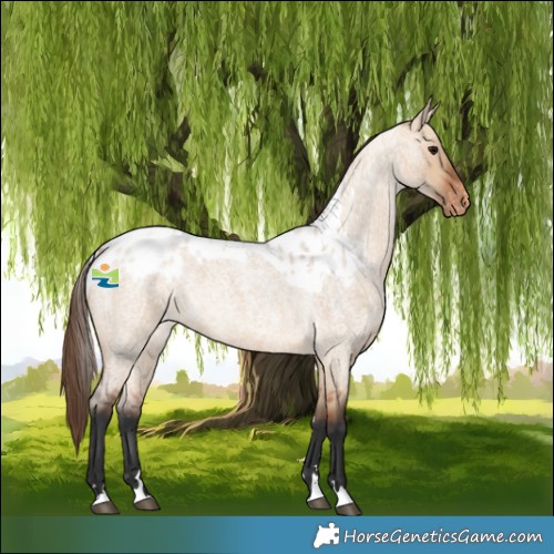Horse Color:Bay Roan Dun Skewed Appaloosa