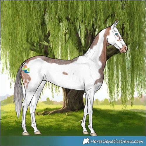 Horse Color:Bay Roan Splash Frame Skewed LP Spotted 