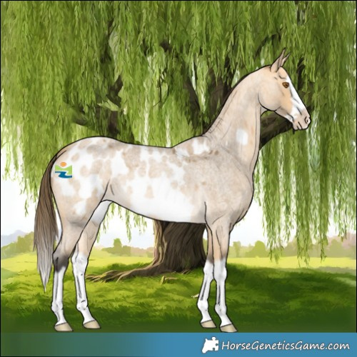 Horse Color:Buckskin Roan Splash Frame Near Leopard