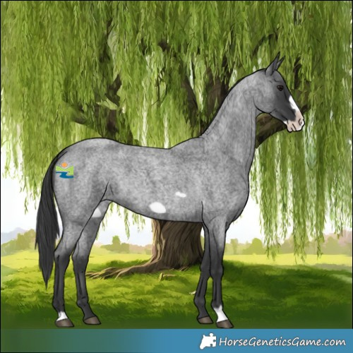 Horse Color:Blue Roan Frame