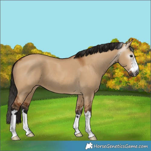 Horse Color:Gray Bay Dun 