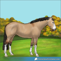 Horse Color:Gray Bay Dun