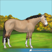 Horse Color:Gray Bay Dun 
