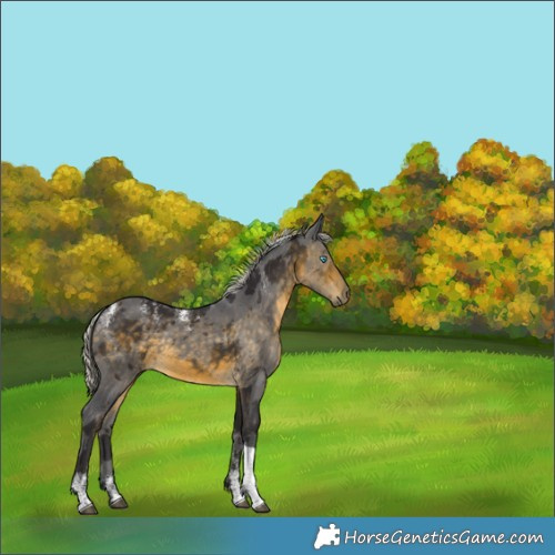 Horse Color:Powder White Silver Buckskin Merle Tobiano 