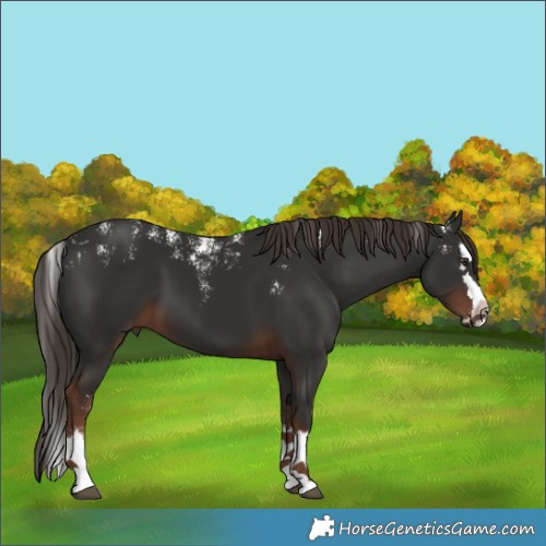 Horse Color:Powder White Liver Chestnut Splash