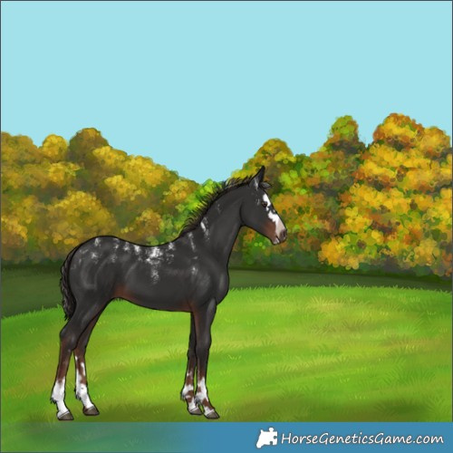 Horse Color:Powder White Liver Chestnut Splash 